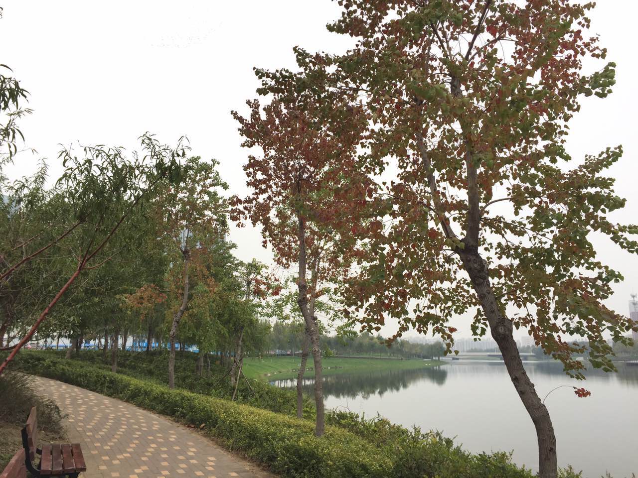 凡富堂作品龙子湖秋韵一袭寒纱湖中游,万类霜天竞风流, 唯有荻花风招手,犹如问寒暖心头。 永利集团304am登录